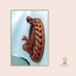 Hand-Carved Wooden Peacock Wall Art — Newari Carving from Nepal